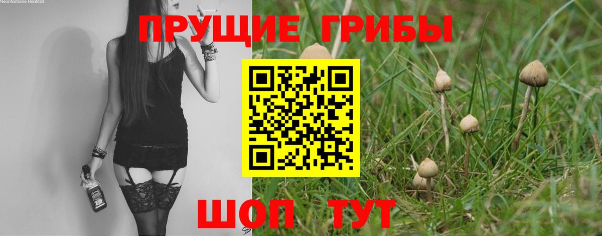 Галлюциногенные грибы Psilocybe  Вход с VPN  Лесной 